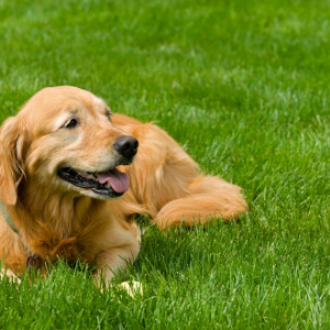 artificial grass for dogs