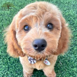 artificial grass for pets