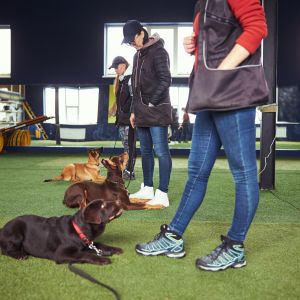 Why Dog Daycares Need Artificial Grass