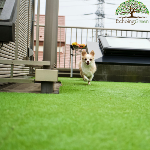 dog on patio pet turf