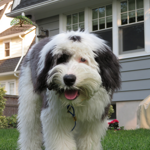 artificial grass for dogs