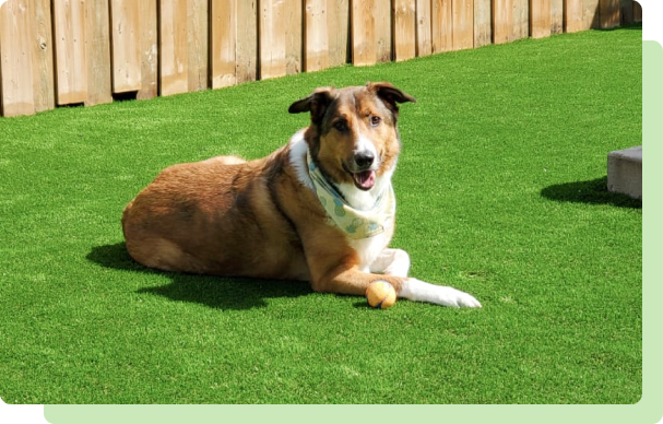 artificial grass for dogs