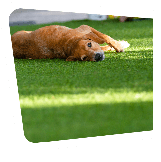 artificial grass for dogs