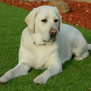 artificial grass for dogs